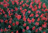 Tulipani nel parco di Morges
